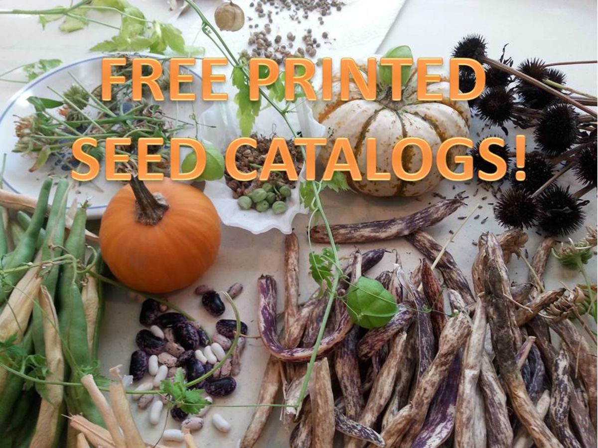 List of FREE Printed Seed Catalogs: Looking for hope and joy in winter.